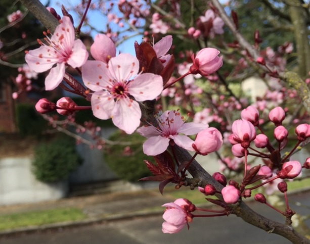 blossoms